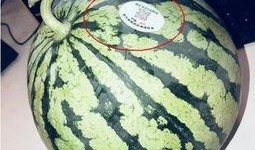 吃瓜网红图片头像大全,趣味横生的表情包盛宴